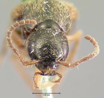 Media type: image;   Entomology 6293 Aspect: head frontal view